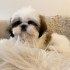 S potěšením oznamujeme bezpečný příjezd krásného Shih Tzu