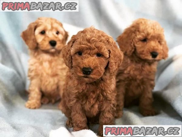 Našemu krásnému cavapoo se narodilo 6 štěňat červených cavapoo. – fotografie 2