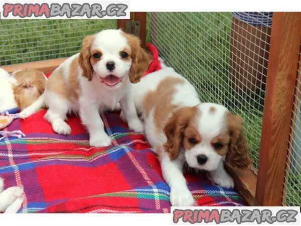 Kavalír King Charles španěl na prodej – fotografie 2