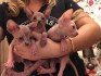 F GIRLS*Krásné barevné dívky Elf Sphynx na prodej.