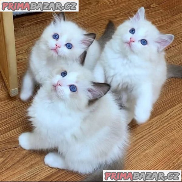 Nádherný rodokmen, čistokrevná tuleň dvoubarevná koťátka Ragdoll – fotografie 1