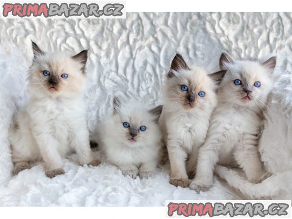 Nádherný rodokmen, čistokrevná tuleň dvoubarevná koťátka Ragdoll – fotografie 2