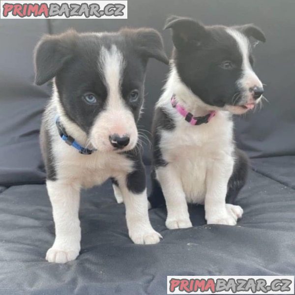 Prodám náš krásný vrh 5 border kolie – fotografie 1