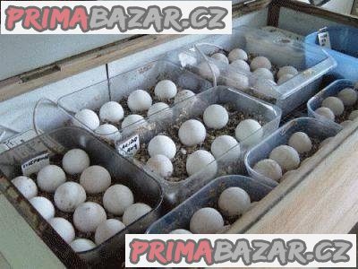 Papoušci, papoušci ara a plodná vejce whatsapp_Viber +306973610648 – fotografie 1
