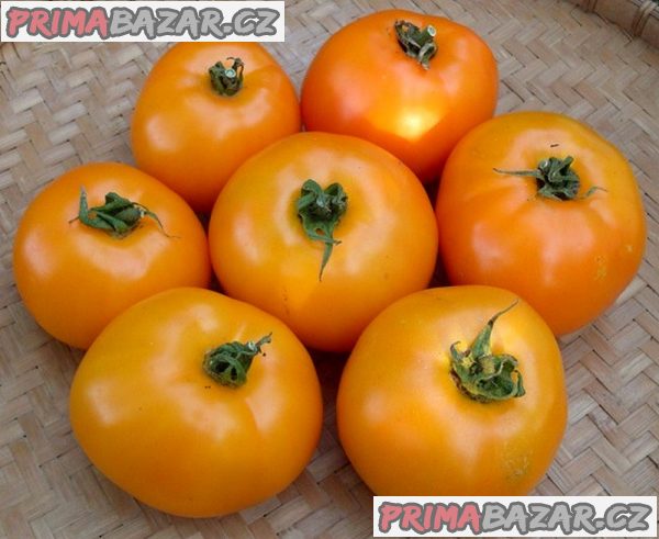 semena Rajče Orange
