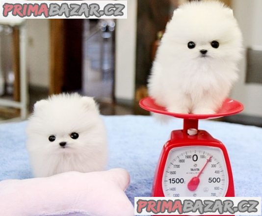 Krásná štěňata pomeranianů pro dobrý domov – fotografie 1