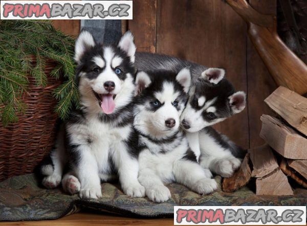 Krásně vypadající štěňata sibiřského huskyho s modrýma očima na prodej – fotografie 1