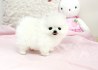 Nádherná Pomořské štěňata