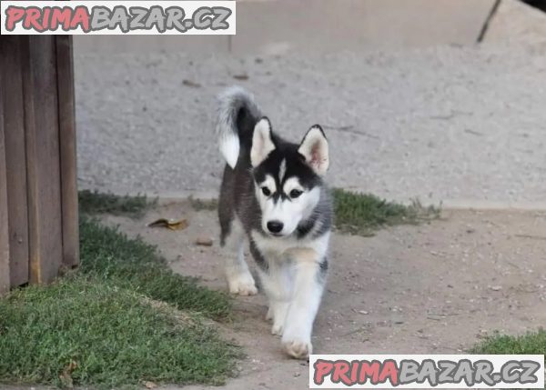 SIBIŘSKÝ HUSKY