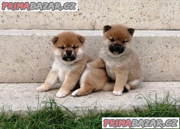 Prodám štěňata Shiba inu