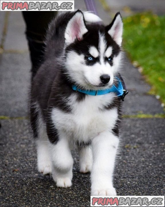 Modré oči Sibiřský husky