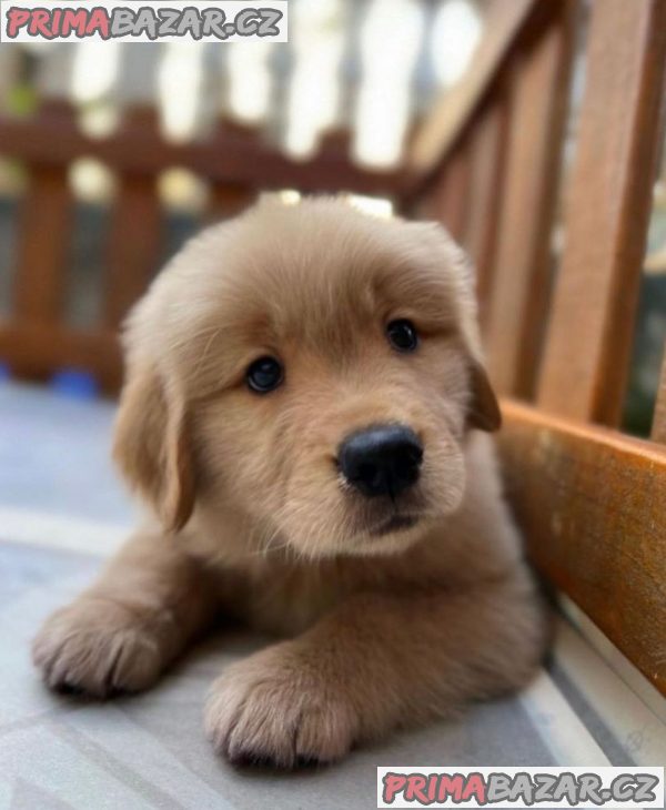 Cavapoo štěňata Štěňata s dobrým zdravím. – fotografie 2