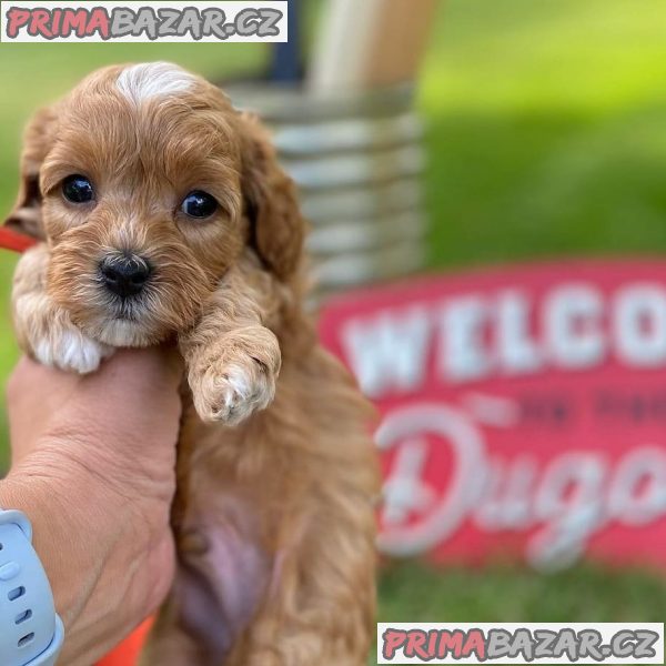 Cavapoo štěňata Štěňata s dobrým zdravím.3f – fotografie 1