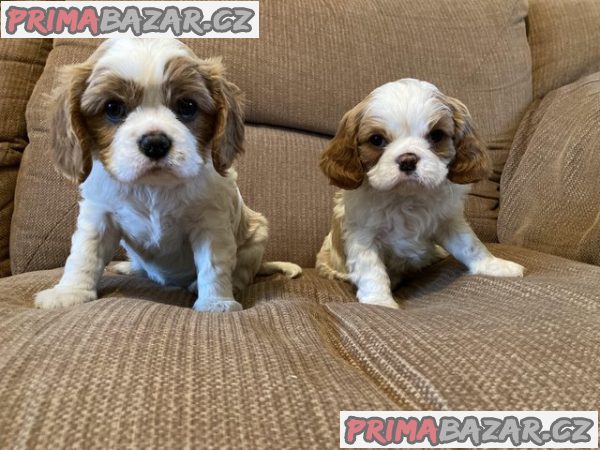 Cavalier king cherlse Štěňata s dobrým zdravím. – fotografie 2