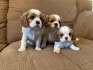 Cavalier king cherlse Štěňata s dobrým zdravím.