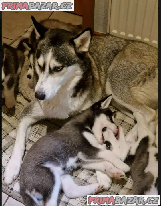 Sibiřský husky