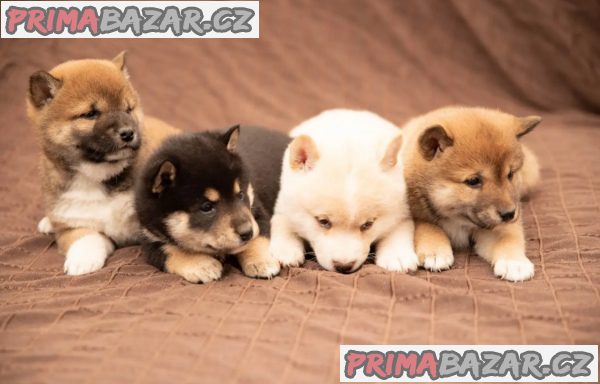 Shiba Inu