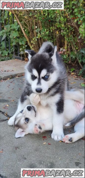 Sibiřský husky