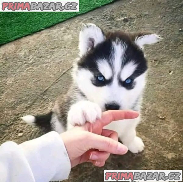 Ohromující štěňata sibiřského huskyho