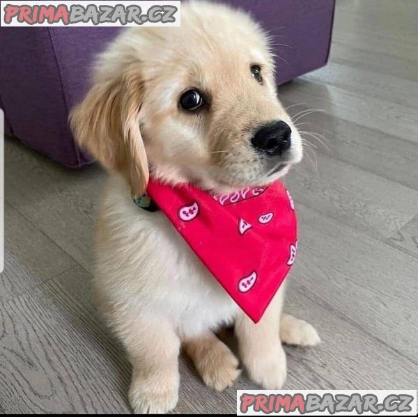 Nádherná štěňata labradora s registrovanou rodokmenem KC