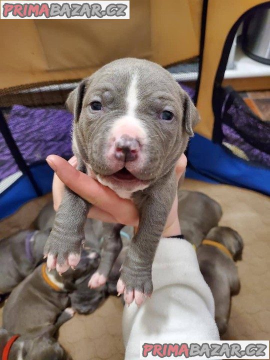 ádherná PITBULL ŠTĚŇATA