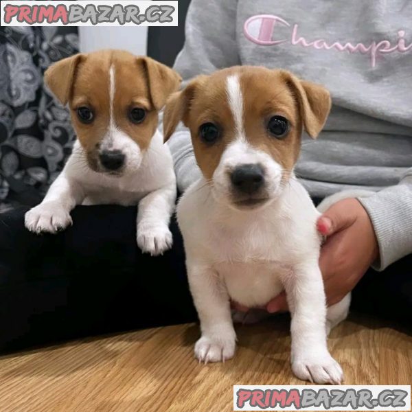 Štěňátka Jack Russell pro svůj nový domov