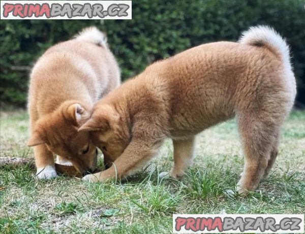 Prodám čistokrevná štěňata shiba inu.