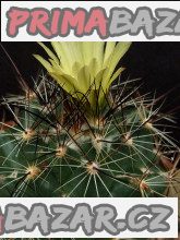 Kaktus Coryphantha gladispina DJF 757.45 Balení obsahuje 20 semen
