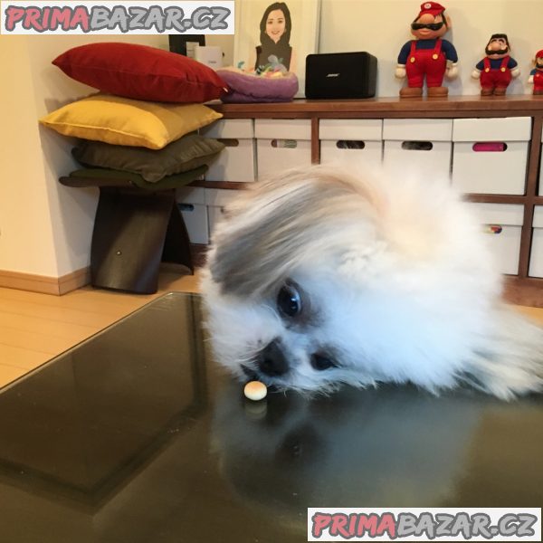 ZDARMA ŠTĚŇÁTKO SHIH TZU k adopci – fotografie 10
