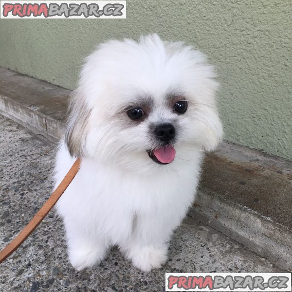 ZDARMA ŠTĚŇÁTKO SHIH TZU k adopci – fotografie 2