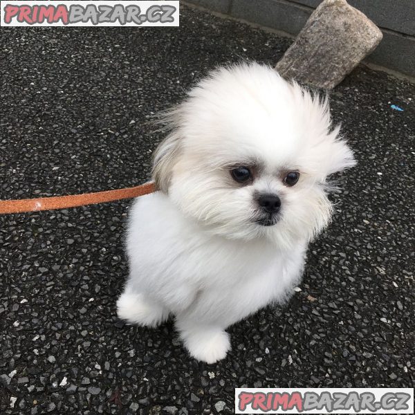 ZDARMA ŠTĚŇÁTKO SHIH TZU k adopci – fotografie 4