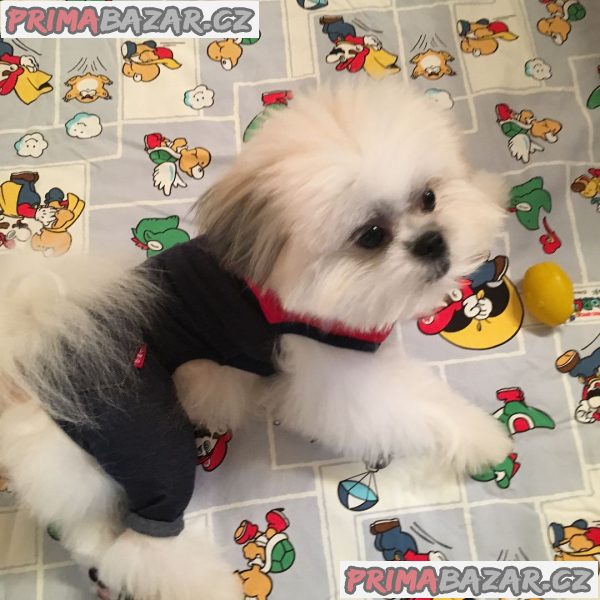 ZDARMA ŠTĚŇÁTKO SHIH TZU k adopci – fotografie 6