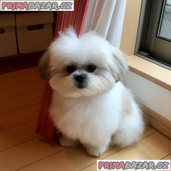 ZDARMA ŠTĚŇÁTKO SHIH TZU k adopci – fotografie 7