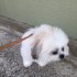 ZDARMA ŠTĚŇÁTKO SHIH TZU k adopci