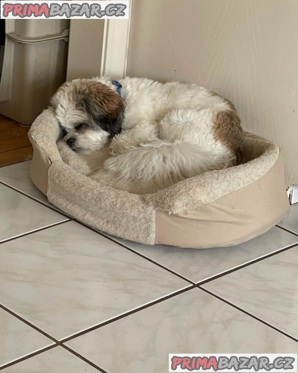 Rozkošné štěně Shih Tzu připravené k adopci – fotografie 1