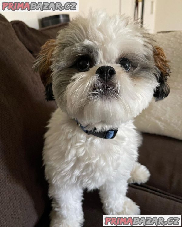 Rozkošné štěně Shih Tzu připravené k adopci – fotografie 2