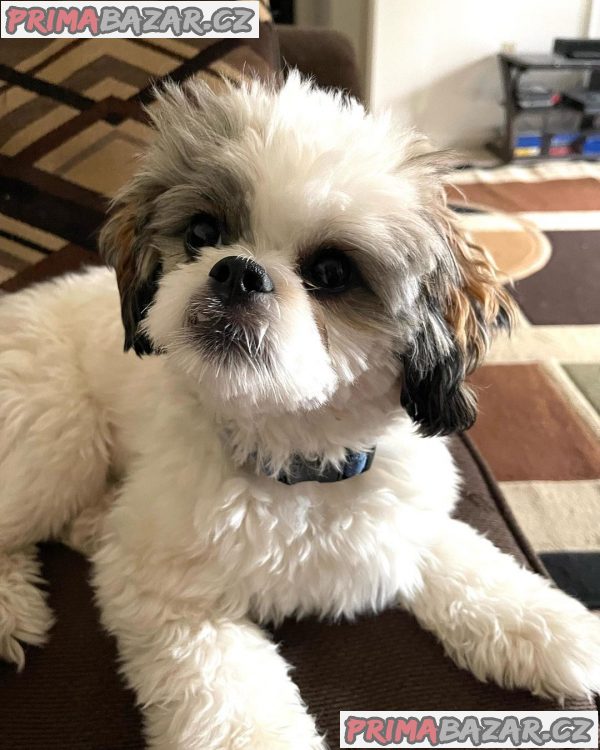 Rozkošné štěně Shih Tzu připravené k adopci – fotografie 3