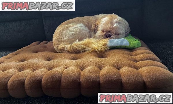 Rozkošné štěně Shih Tzu připravené k adopci – fotografie 1