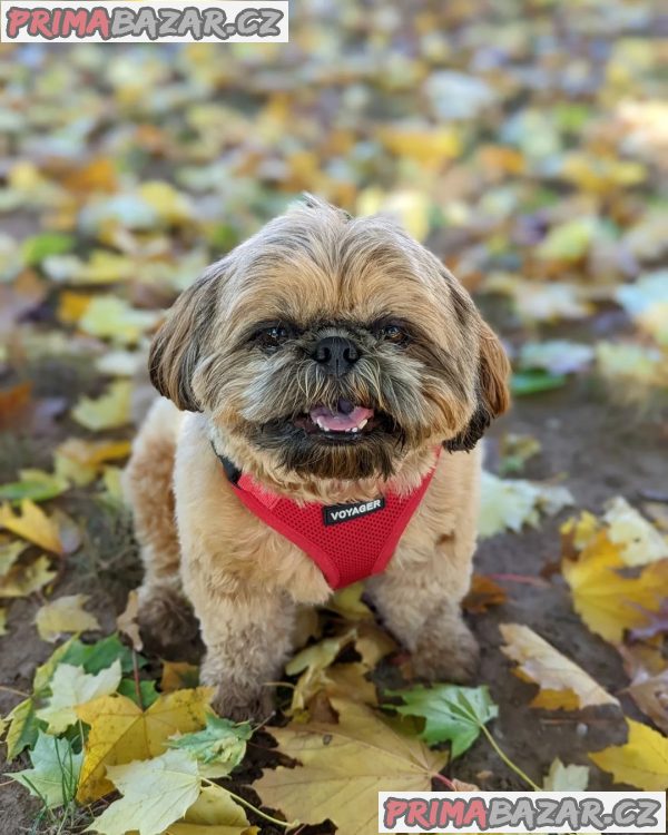 Rozkošné štěně Shih Tzu připravené k adopci – fotografie 1