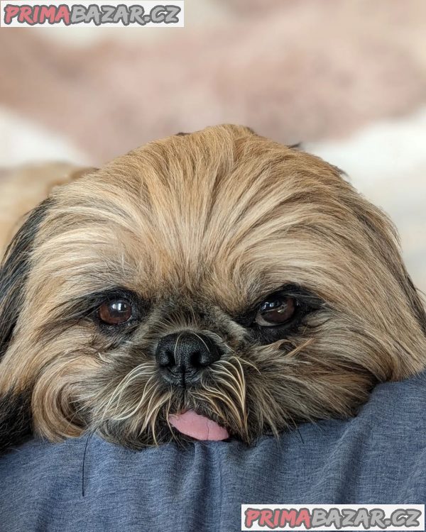 Rozkošné štěně Shih Tzu připravené k adopci – fotografie 5