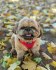 Rozkošné štěně Shih Tzu připravené k adopci