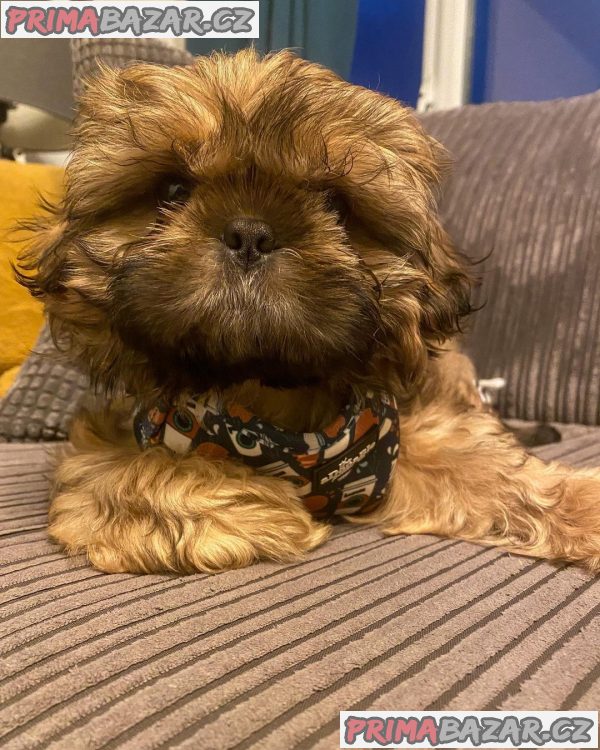 Rozkošné štěně Shih Tzu připravené k adopci – fotografie 2
