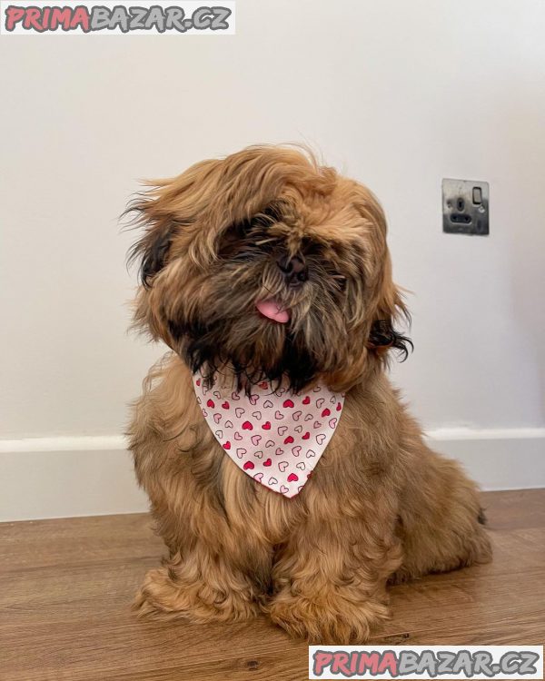 Rozkošné štěně Shih Tzu připravené k adopci – fotografie 4