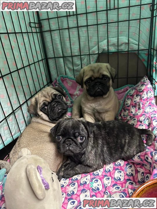 Mops, aprikot štěňata s PP