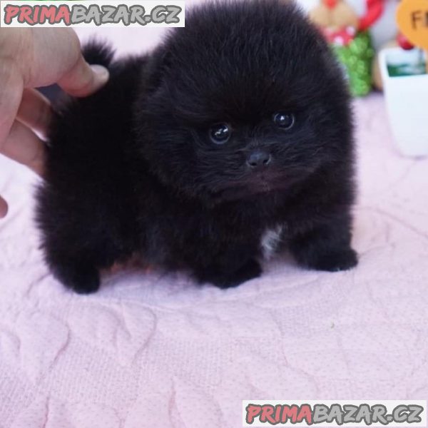 Krásná štěňata pomeranianů k dispozici