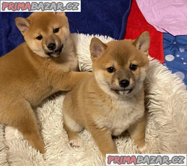 Štěňata Shiba Inu na prodej