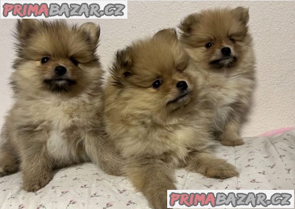 Krásné Německý špic trpasličí~pomerian