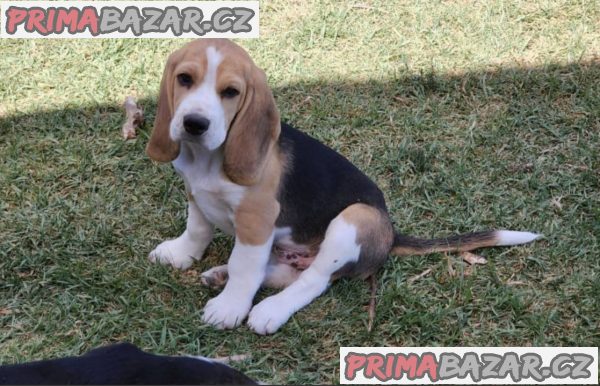 Beagle (Bígl)