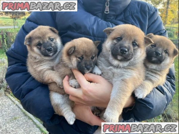 Shiba inu s PP
