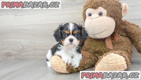 Cavalier King Charles Spaniel - fenka ( stene ) s PP